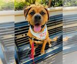 Small #6 Boxer-Bullmastiff Mix
