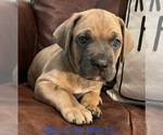 Puppy 7 Cane Corso