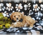 Small Photo #5 Cavapoo Puppy For Sale in ATGLEN, PA, USA