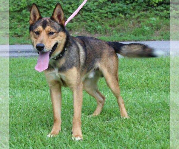 Medium Photo #3 Huskies -Unknown Mix Puppy For Sale in Prattville, AL, USA