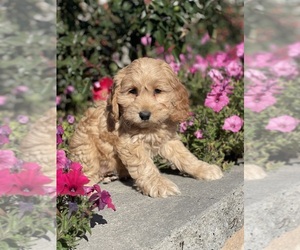 Cockapoo Puppy for sale in CANOGA, NY, USA