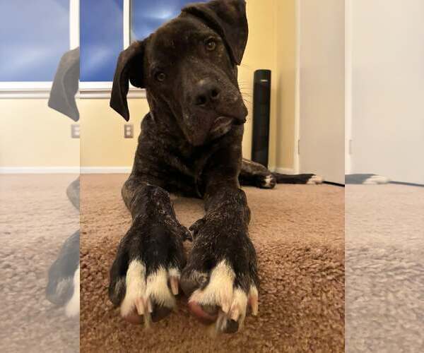 Medium Photo #4 Mastiff-Unknown Mix Puppy For Sale in Germantown, OH, USA
