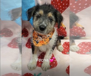 Mutt Dogs for adoption in SHERBURNE, NY, USA