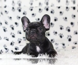 French Bulldog Puppy for sale in MORRISTOWN, NJ, USA