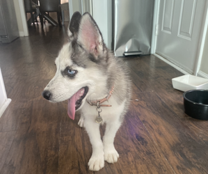 Siberian Husky Puppy for sale in CASTLE HAYNE, NC, USA