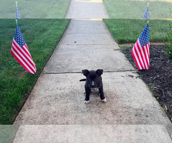 Medium Photo #3 American Staffordshire Terrier-Unknown Mix Puppy For Sale in Holly Springs, NC, USA