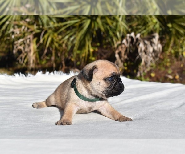Medium Photo #5 Pug Puppy For Sale in PALM COAST, FL, USA