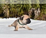 Small #4 Pug