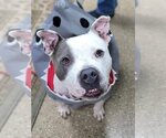 Small #1 Staffordshire Bull Terrier Mix