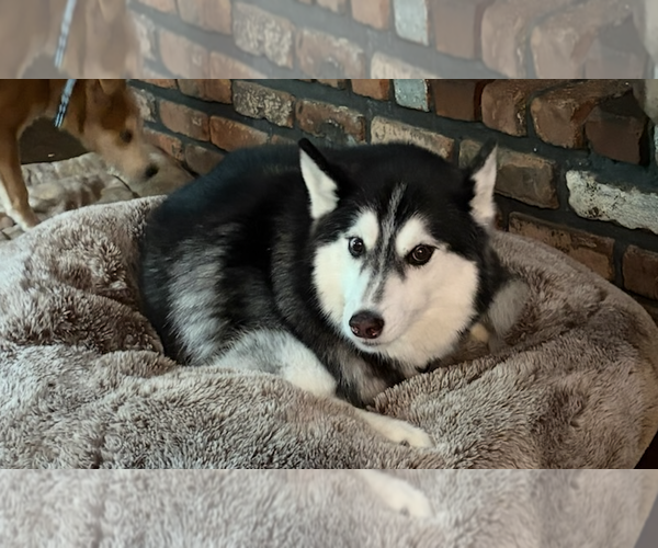 Medium Photo #13 Siberian Husky-Unknown Mix Puppy For Sale in Oakhurst, NJ, USA