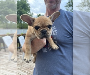 French Bulldog Puppy for sale in SAINT JOSEPH, MN, USA