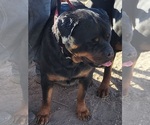 Small Photo #18 Rottweiler Puppy For Sale in WRAY, CO, USA