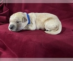 Small #6 Golden Retriever