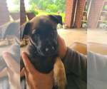Small #1 Mutt