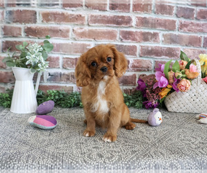 Cavalier King Charles Spaniel Puppy for Sale in SYRACUSE, Indiana USA
