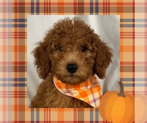 Goldendoodle (Miniature) Puppy for sale in LOS ANGELES, CA, USA