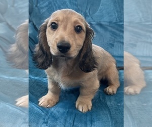 Dachshund Puppy for sale in MEMPHIS, TN, USA