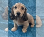 Image preview for Ad Listing. Nickname: AKC Leo