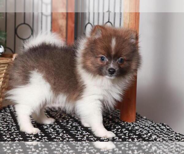 Medium Photo #3 Pomeranian Puppy For Sale in NAPLES, FL, USA
