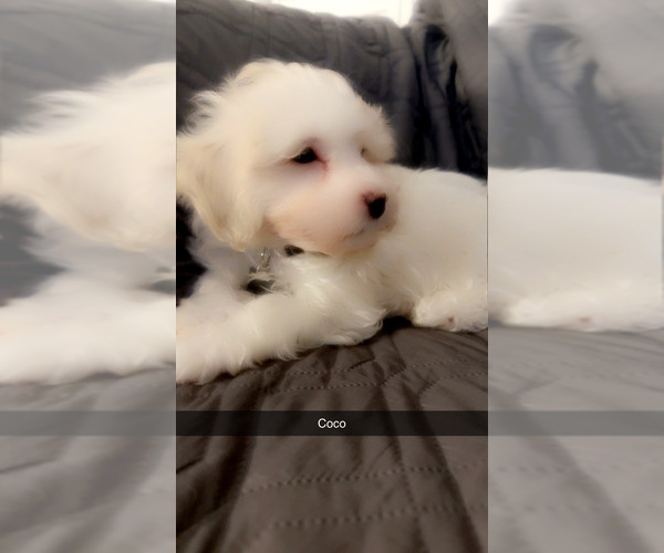 Medium Photo #3 Maltipoo (Miniature) Puppy For Sale in HIGH POINT, NC, USA