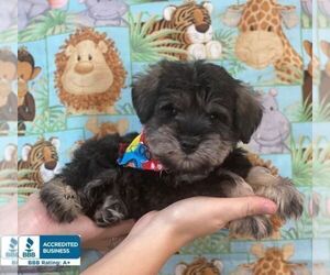 Schnauzer (Miniature) Puppy for sale in WINNSBORO, LA, USA