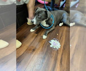 Borador Dogs for adoption in Mt. Laurel, NJ, USA