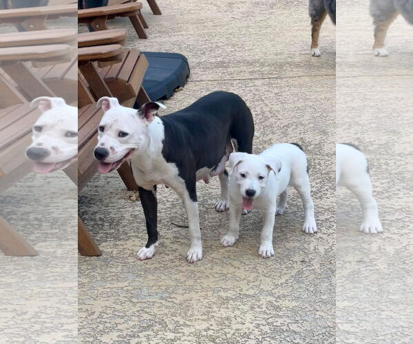 Medium Photo #5 Mutt Puppy For Sale in Shreveport, LA, USA