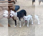 Small #4 Mutt
