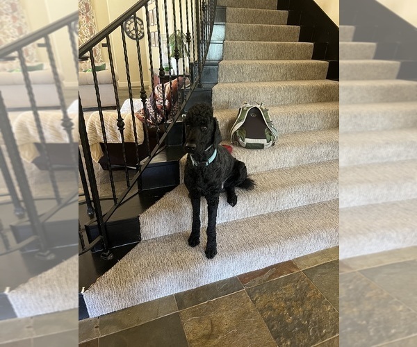 Medium Photo #1 Goldendoodle Puppy For Sale in EDMOND, OK, USA