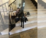 Small Photo #1 Goldendoodle Puppy For Sale in EDMOND, OK, USA