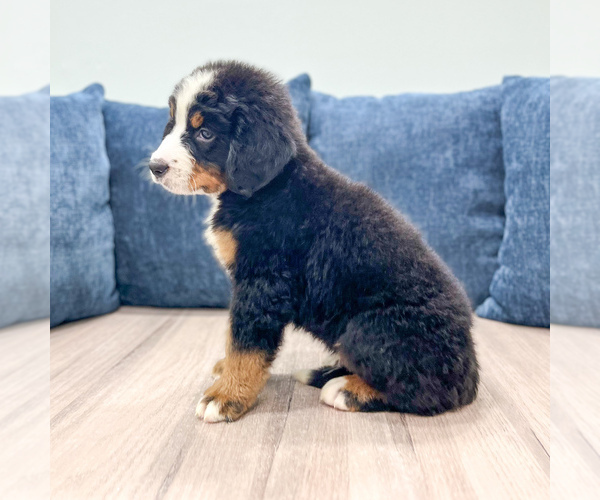 Medium Photo #3 Bernese Mountain Dog Puppy For Sale in DUNDEE, OH, USA