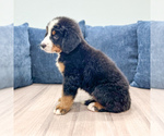 Small #2 Bernese Mountain Dog