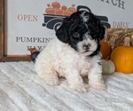 Small #13 Poodle (Miniature)