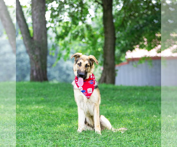 Medium Photo #6 German Shepherd Dog-Unknown Mix Puppy For Sale in Unionville, PA, USA