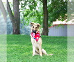 Small #5 German Shepherd Dog Mix