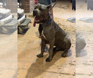 Mutt Dogs for adoption in Goodyear, AZ, USA