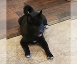 Small Photo #4 Imo-Inu Puppy For Sale in BERESFORD, SD, USA