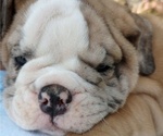 Small Photo #7 Bulldog Puppy For Sale in GREEN FOREST, AR, USA