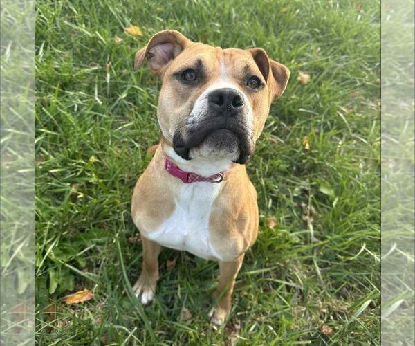 Medium Photo #5 American Staffordshire Terrier-Unknown Mix Puppy For Sale in New Oxford , PA, USA