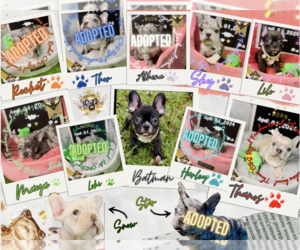 French Bulldog Litter for sale in ATHENS, GA, USA