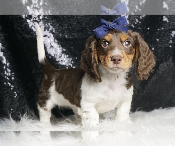 Medium Photo #4 Dachshund Puppy For Sale in WARSAW, IN, USA