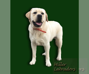 Father of the Labrador Retriever puppies born on 05/08/2023
