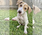 Small #1 Labrador Retriever Mix