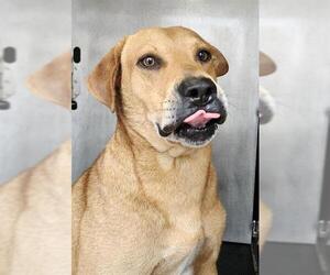 Mutt Dogs for adoption in San Antonio, TX, USA