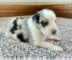 Small #4 Australian Shepherd