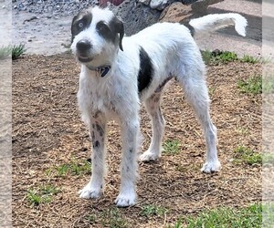 Jack Russell Terrier Dog for Adoption in SAN FRANCISCO, California USA
