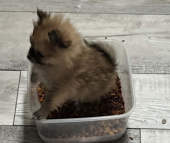 Medium Photo #4 Pomeranian Puppy For Sale in NAPERVILLE, IL, USA