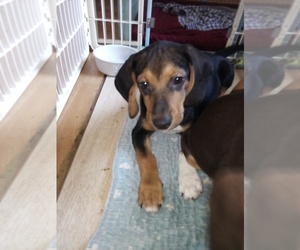 Beagle Puppy for sale in GINTER, PA, USA