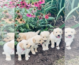 Golden Retriever Litter for sale in FOUNTAIN RUN, KY, USA