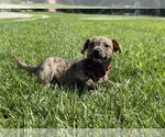 Small #4 Chihuahua Mix